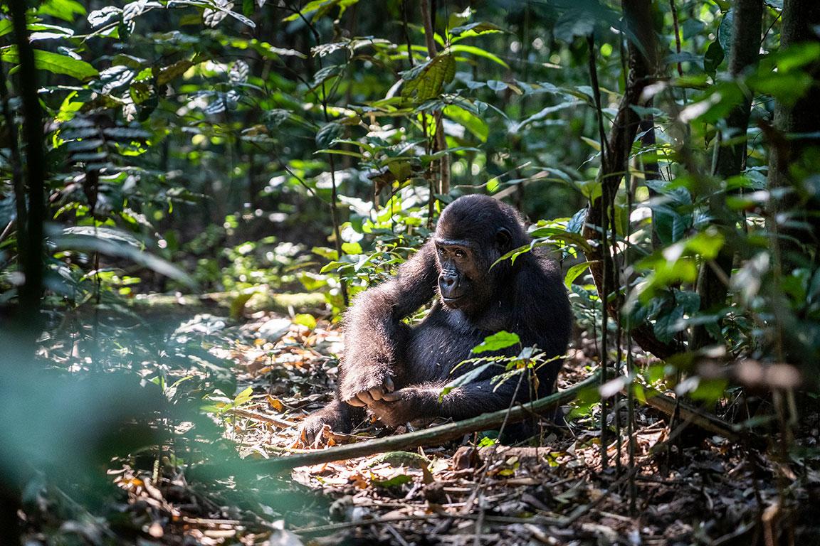 Gorille adulte assis dans la jungle de profil