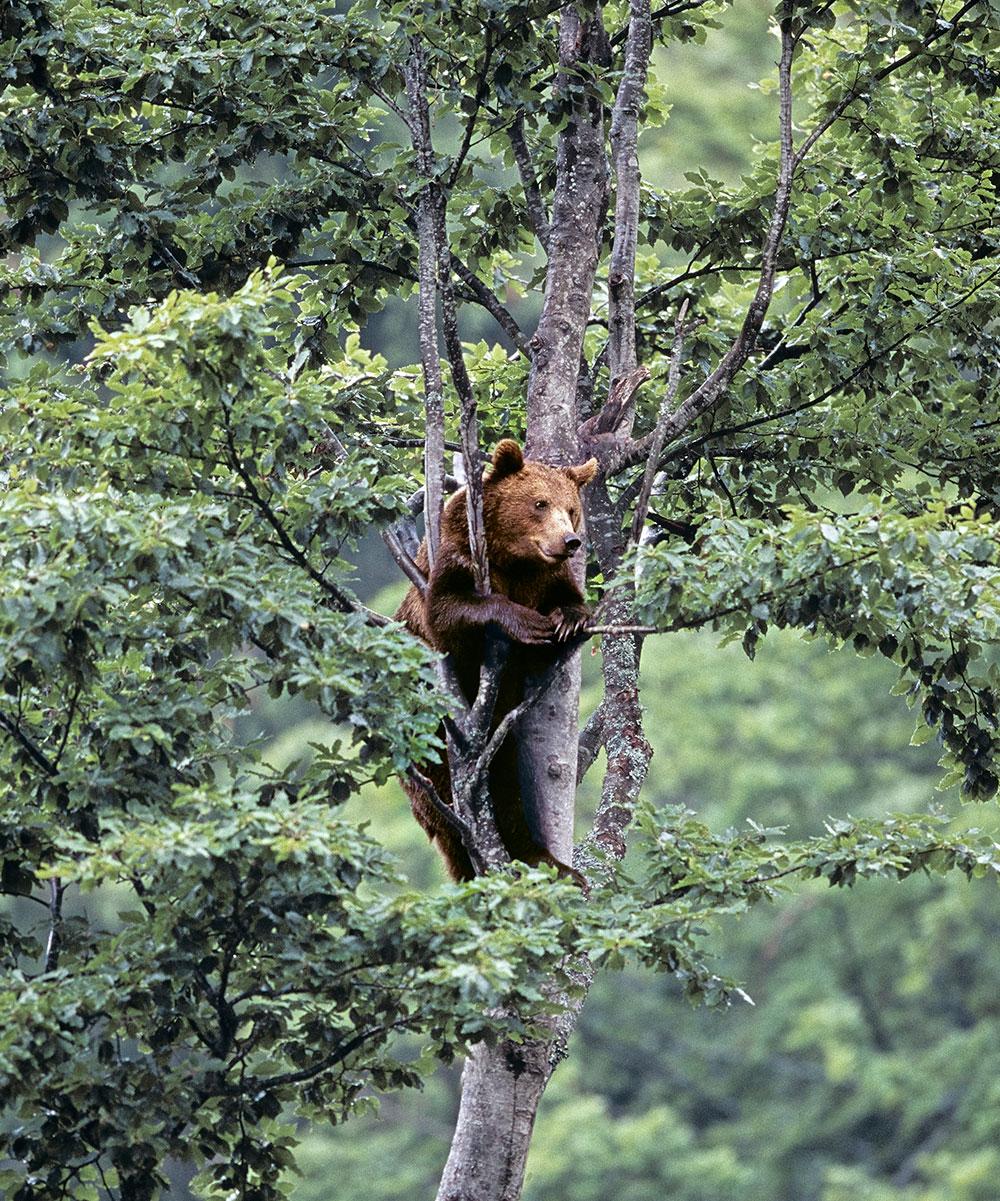 Ours brun adulte dans un arbre au milieu de la forêt