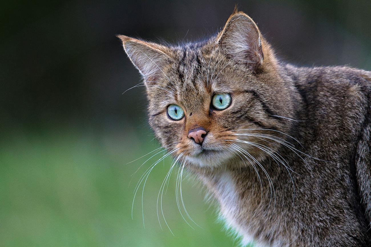 Close-up van een volwassen boskat, vooraanzicht