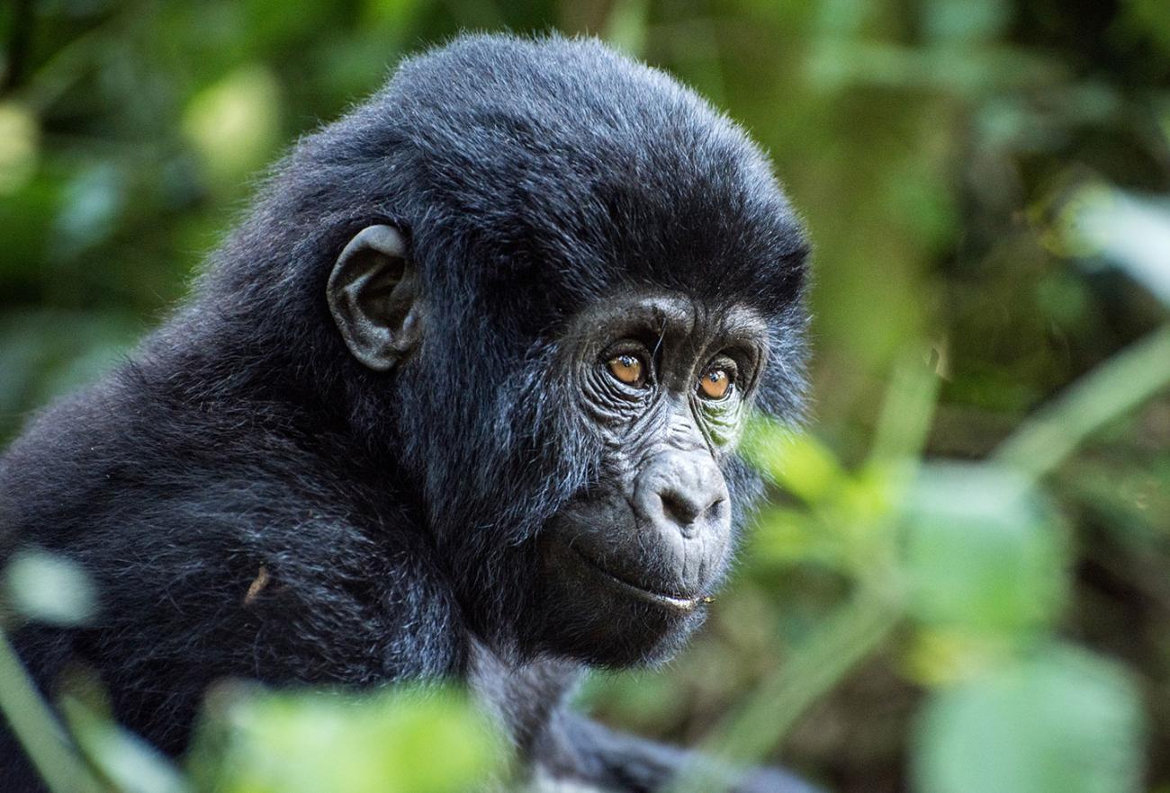 Gros plan sur un bébé gorille de profil assis dans la jungle 