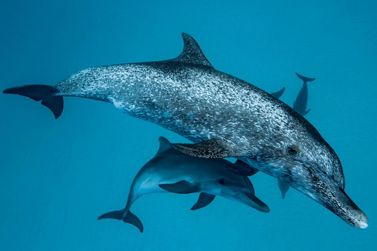 Een groep dolfijnen zwemt met een baby dolfijn in de oceaan