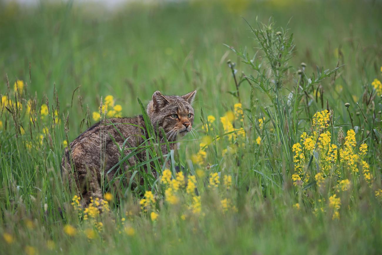 Een volwassen boskat in een bloemenweide