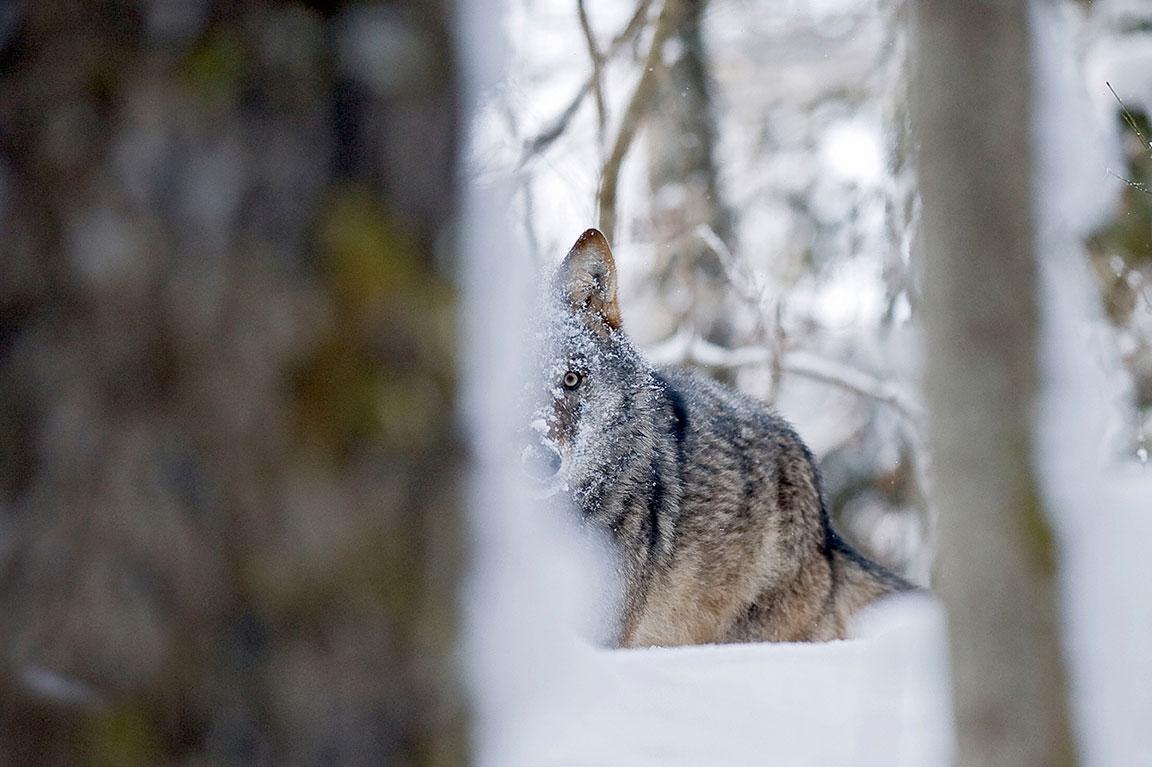 Volwassen wolf tussen bomen in een besneeuwd landschap