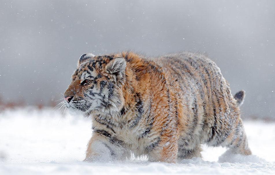 Tigre de Sibérie adulte marche dans la neige