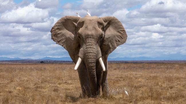 Afrikaanse olifant