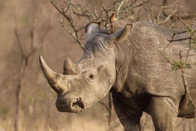 Rhinocéros blanc