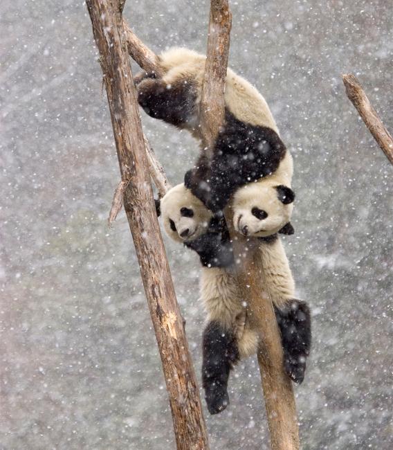 Deux jeunes pandas jouant dans les branches d'un arbre au milieu de la neige dans la forêt chinoise